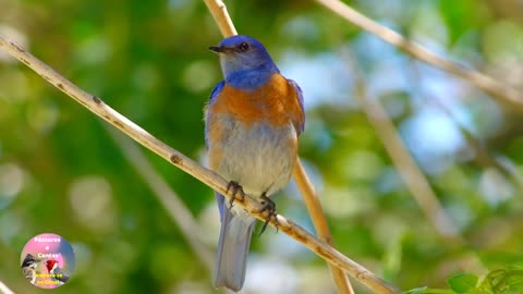 Bird Songs!!!