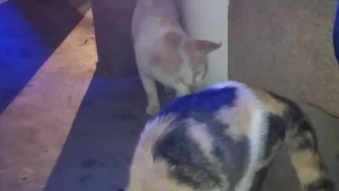 Giving food to cats