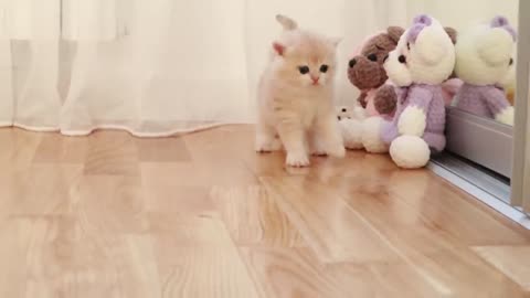 Kittens walking with a newborn chick