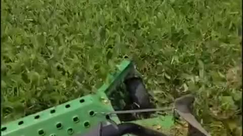 US government paying farmers to destroy their crops (2021)