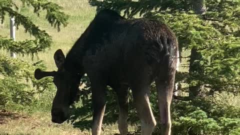 Moose Drops By for a Drink During Heat Wave