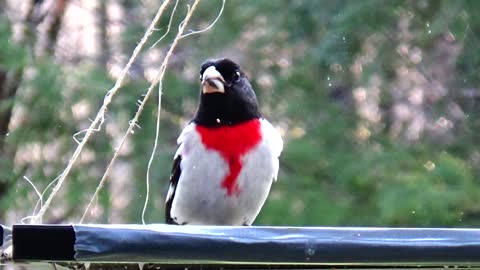 Rose-Breasted Grosbeak