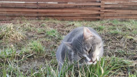 See how my cat eats grass