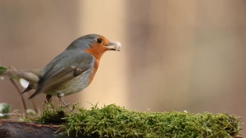 What a beautiful bird 🐦 👌 ♥