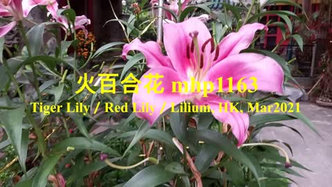 火百合花 Tiger Lily／Red Lily／Lilium, mhp1163, Mar 2021