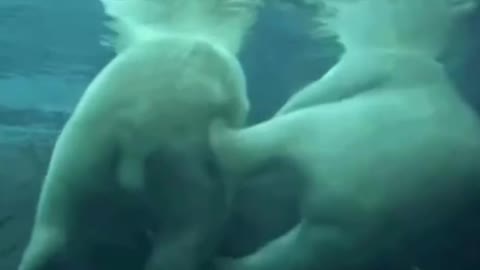 Polar bear in the water