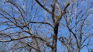 Trees Raining Ice in Middle TN