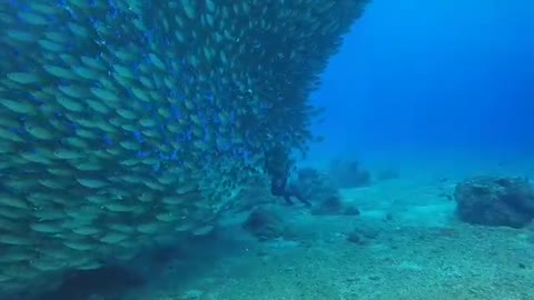 Clusters of fish, showed elegance to divers II Sea Life