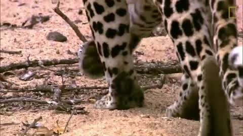 The Leopard is a Pouncer, Not a Chaser - Nat Geo Wild_Cut.mp4