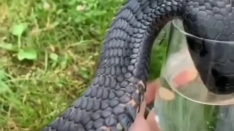 Snake Short #shorts #short #shortsfeed #youtubeshorts #viral #ytshorts #trending #animals