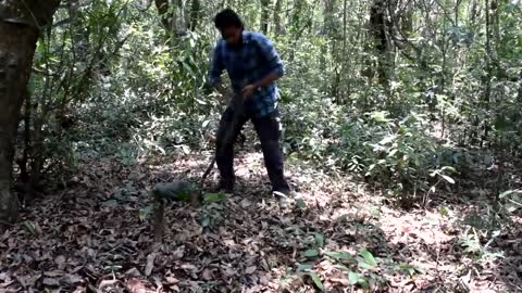 Big king Cobra find from House