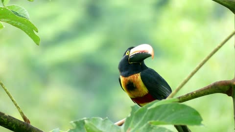 Enormous Beak Bird on a Tree Branch