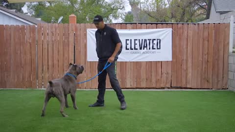 DOG TRAINING FUNDAMENTALS_ LESSON