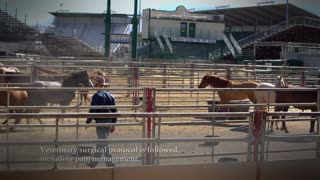 Wild Spayed Filly Futurity - Episode 4