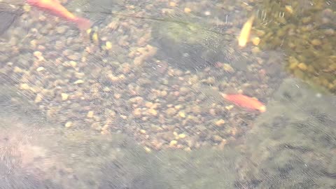 Tiger Barb in koi pond