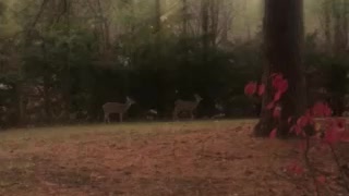 Neighborhood deer