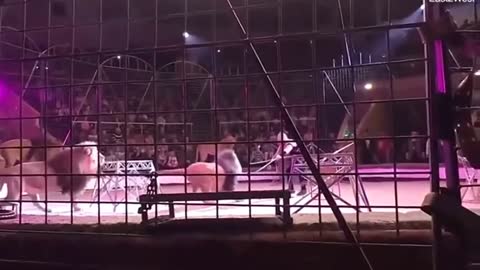 Terrifying Moment: Lion Attacks a Circus Trainer