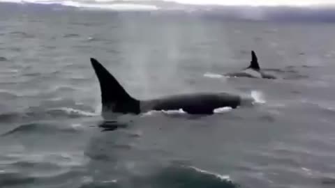 The video shows orcas trying to surprise tourists.