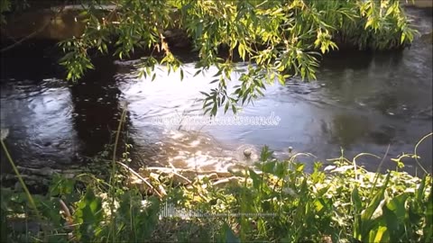 Birds Singing With The Musical Brook