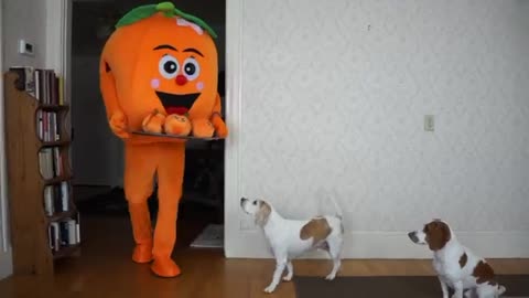 Dogs Get Ball Pit Surprise from Giant Orange! Funny Dogs Maymo & Potpie