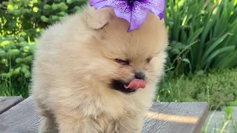 Cute puppy with a flower on its head