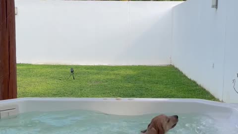 Golden Puppy Has Great Time in Hot Tub