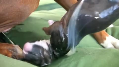 Amazing dog birth while standing