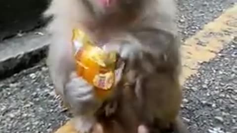 Cute Baby Monkey Eating snack