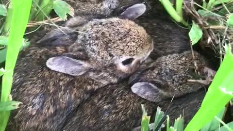 Baby Bunnies