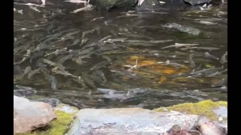 Salmon Run in Alaska