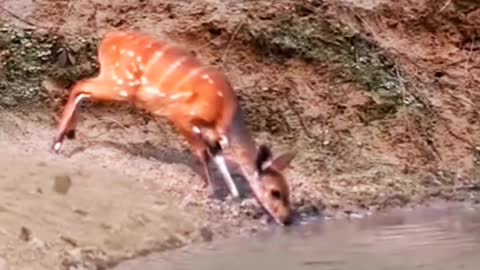 Crocodile Attack on Deer