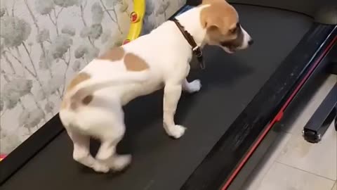 Dog Fails While Testing Owner’s Treadmill