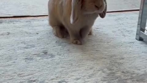 The bunniest bunny 🐰❤️😍