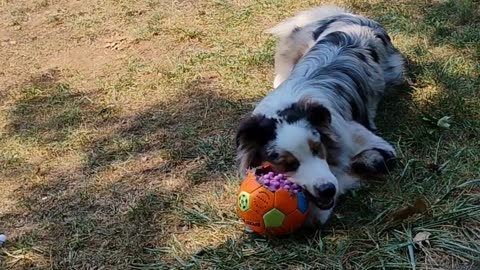 Soccer ball you’re mine cuts ruff cut 2