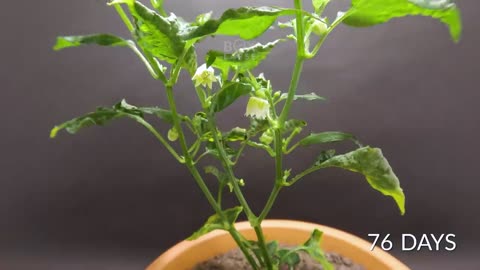 1210 Days in 8 Minutes - Plant Time-lapse Compilation