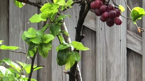 # Back Yard Birds Hawai’i Red Whiskered Bulbuls at the Grapes