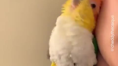 Cute Parrot Cuddles Her Owner's ear