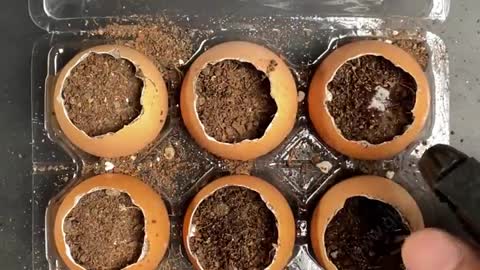 MAGIC OF EGG-SHELLS IN GARDEN | HOW TO USE EGGSHELLS FOR PLANTS?