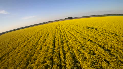 Racing drone on bright yellow field 4K