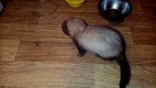 A ferret drinks milk