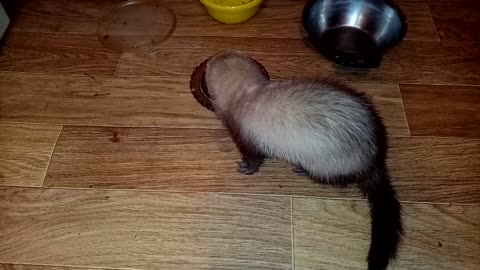 A ferret drinks milk