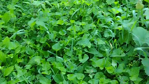 Something is killing my raspberry bushes only