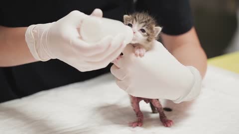 Cat kitten feline milk feeding hungry pet animal