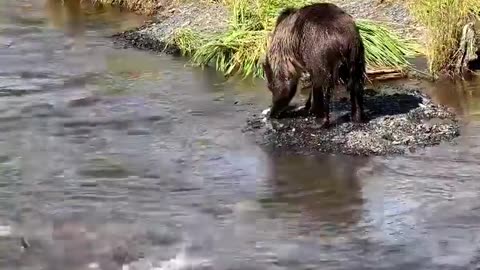 Bear fishing