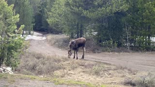 Baby Moose