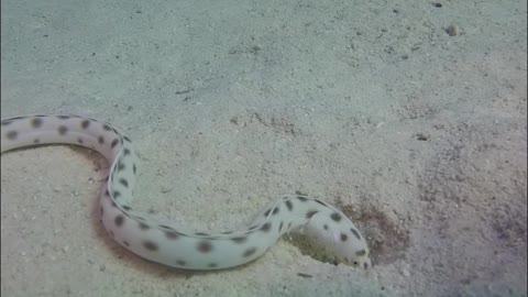 Twenty sea snakes