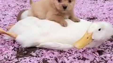 funny animal videos,funny animals,funny videos,funny animal video,funny animals life,funny dogs,funny dog videos,funny dog,funny cat,funny cats,funny cat videos,funny animals 2021,funny animal moments,funny,funny pet videos,awesome animals,funny video,bes