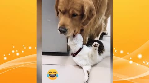 Baby Pets - Cute and Funny Pets Tik Tok Videos Compilation 💗