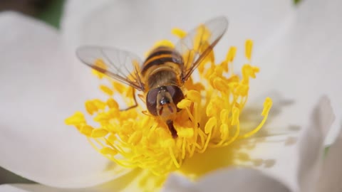 Hoverflies, flower flies or syrphid flies, insect family Syrphidae