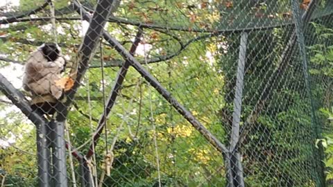 Brüll-Affen (Alouatta) / Howler-Monkeys